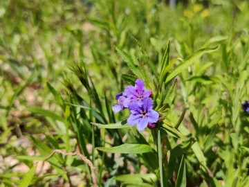 Miodunka ćma (Pulmonaria obscura), <p>fot. Sebastian Piskorski</p>